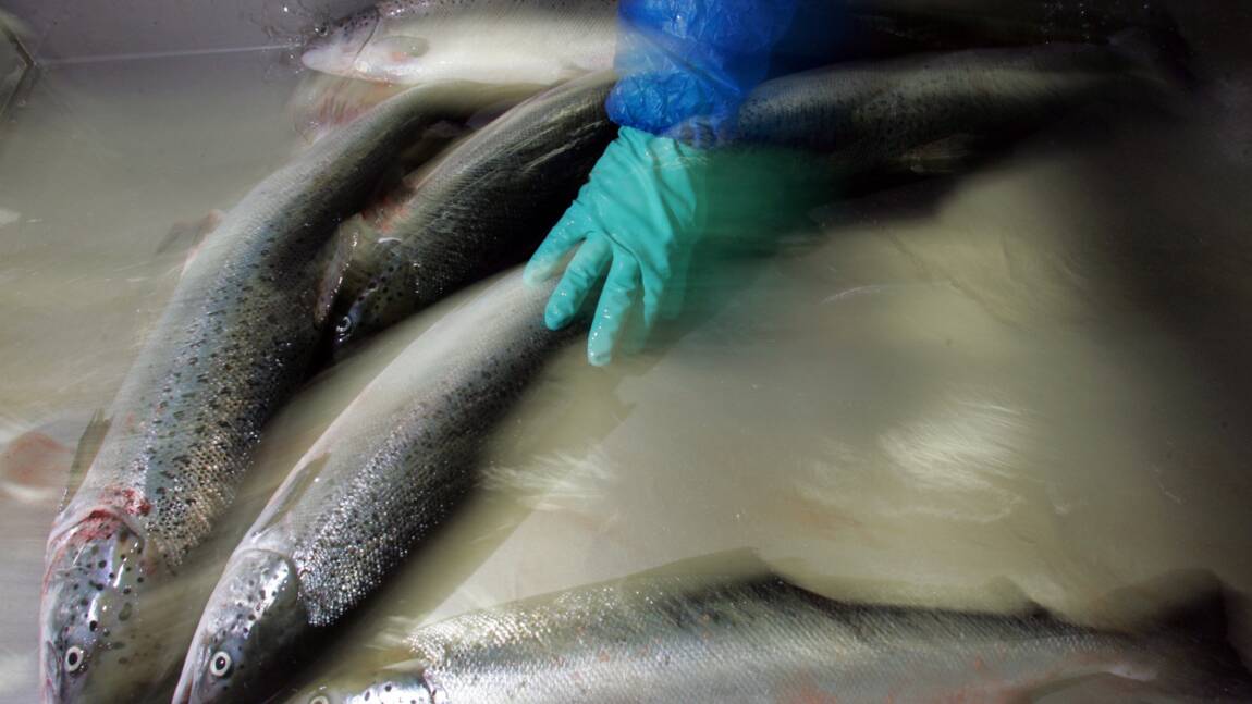 Chili: crainte de crise environnementale après la fuite de 690.000 saumons traités aux antibiotiques