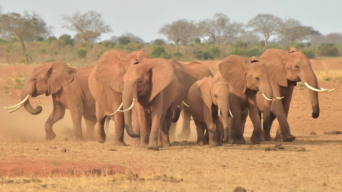 Au Botswana, polémique autour de la mort d'éléphants et de la lutte antibraconnage