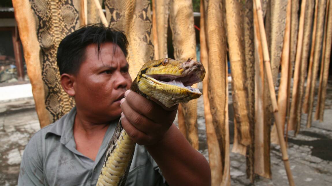Indonésie: des crocodiles et des pythons vendus sur les réseaux sociaux