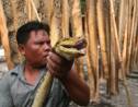 Indonésie: des crocodiles et des pythons vendus sur les réseaux sociaux