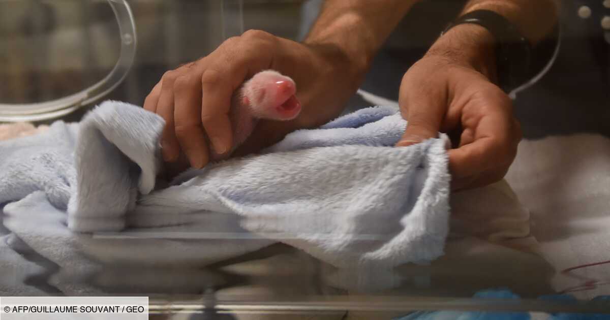 Le Zoo De Beauval Aux Petits Soins Pour Le Premier Bebe Panda De France Geo Fr