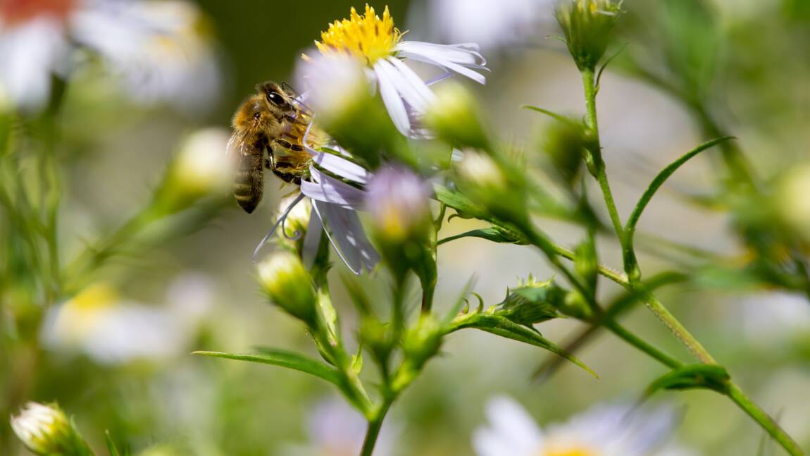 Des fleurs produisent un "halo bleu" attirant les abeilles