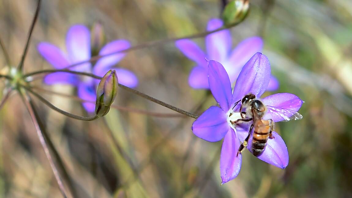 Députés et sénateurs se mobilisent pour les abeilles et contre les néonicotinoïdes