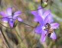 Députés et sénateurs se mobilisent pour les abeilles et contre les néonicotinoïdes