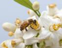 Mortalité des abeilles: les apiculteurs contestent une étude du ministère de l'Agriculture 