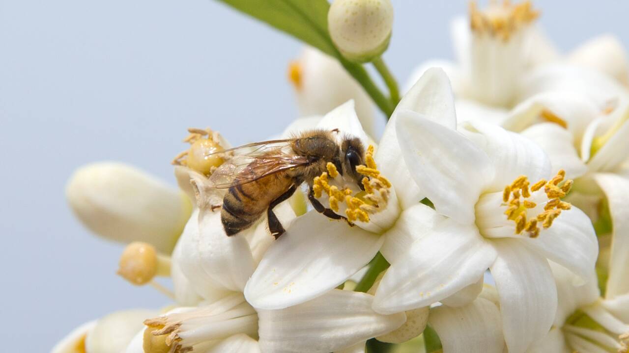 Mortalité des abeilles: les apiculteurs contestent une étude du ministère de l'Agriculture 