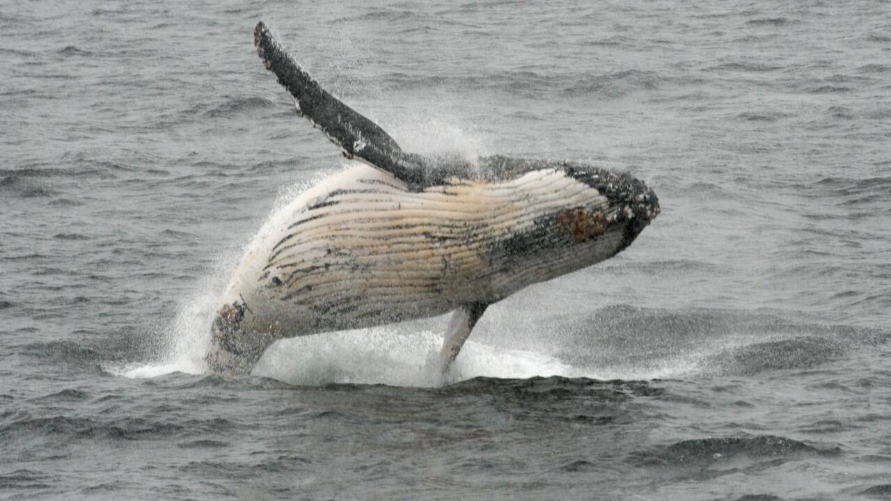 Chasse à la baleine: la CBI reconduit les quotas pour les autochtones