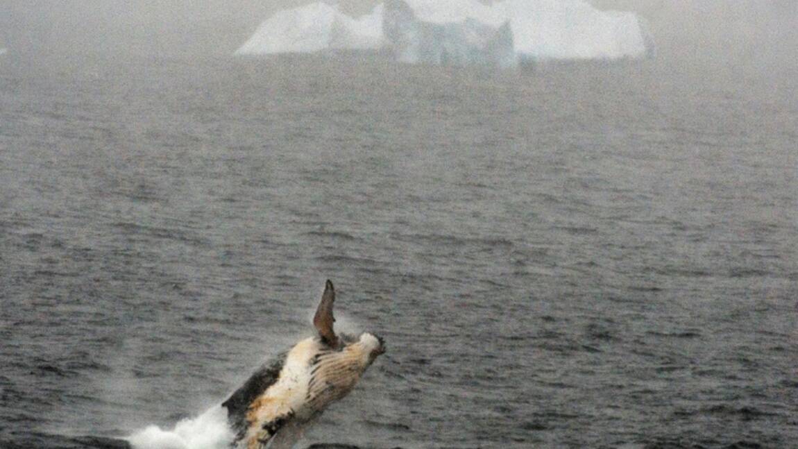 Départ de navires baleiniers japonais pour l'Antarctique