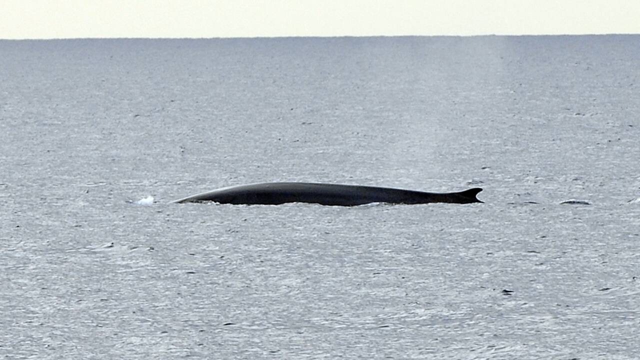 Egypte: une baleine bleue observée dans la mer Rouge