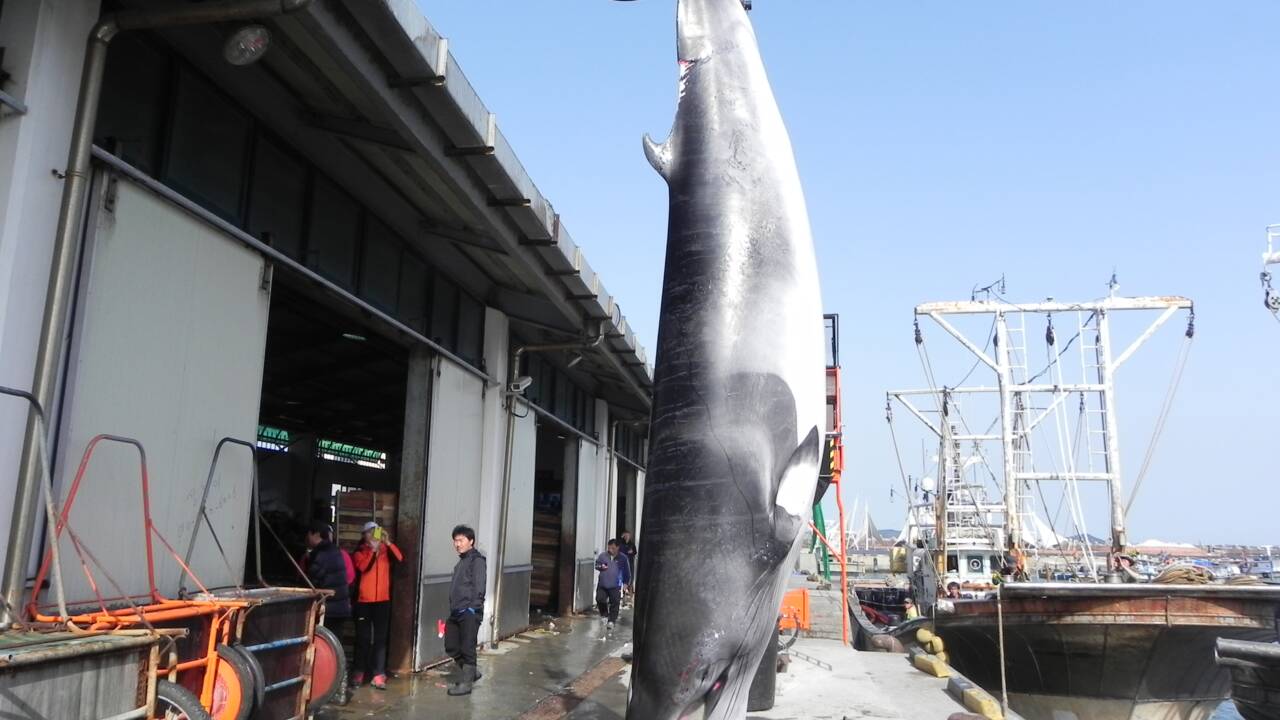 Japon: 122 baleines en gestation tuées au cours de l'expédition dans l'Antarctique