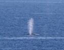 Les baleines boréales, des compositeurs-interprètes prolifiques