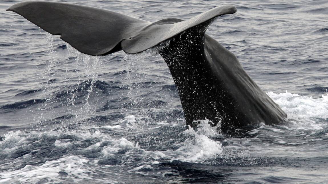 Norvège: le harponnage de baleines en gestation révolte des ONG