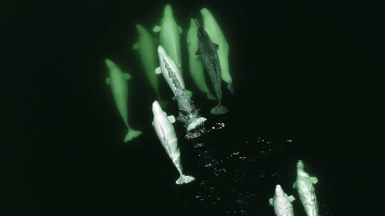 Climat: phoques et baleines arctiques changent leurs habitudes alimentaires