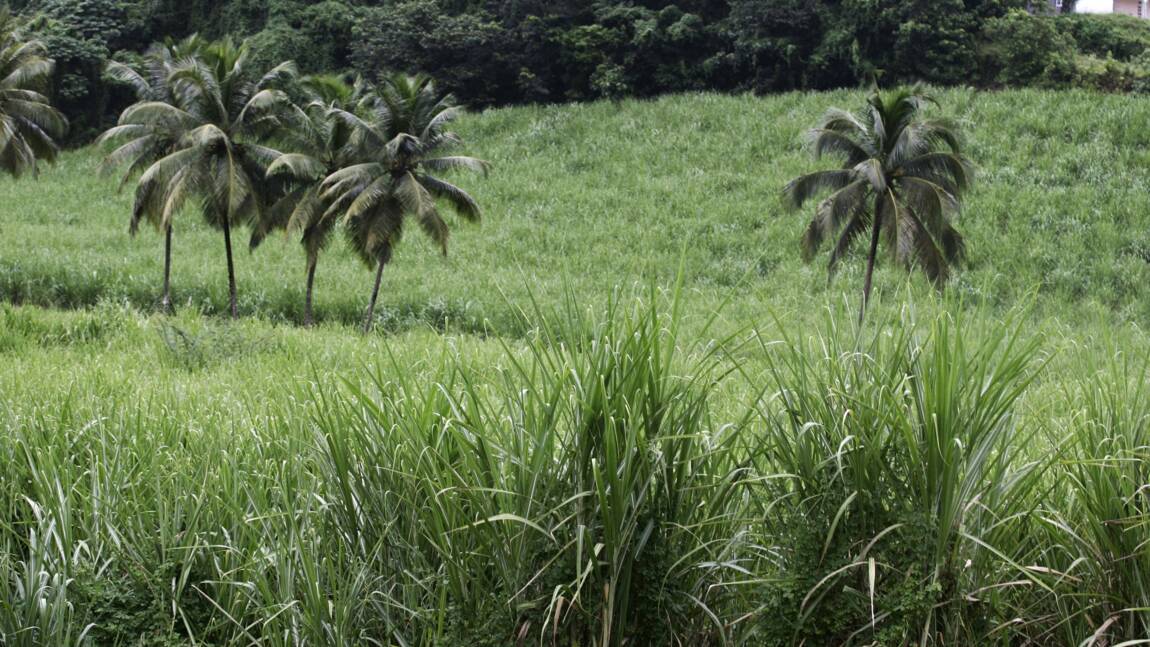En Martinique, la filière canne à sucre en détresse