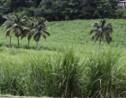 Chlordécone : une cartographie des sols contaminés réalisée en Martinique