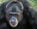 Une chimpanzée déprimée se refait une santé au Brésil