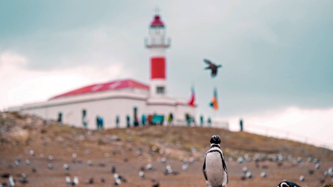 Pour protéger les pingouins, le Chili dit non à un projet minier