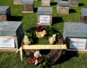 Apiculture: le ministère de l'Agriculture va recenser toutes les mortalités d'abeilles