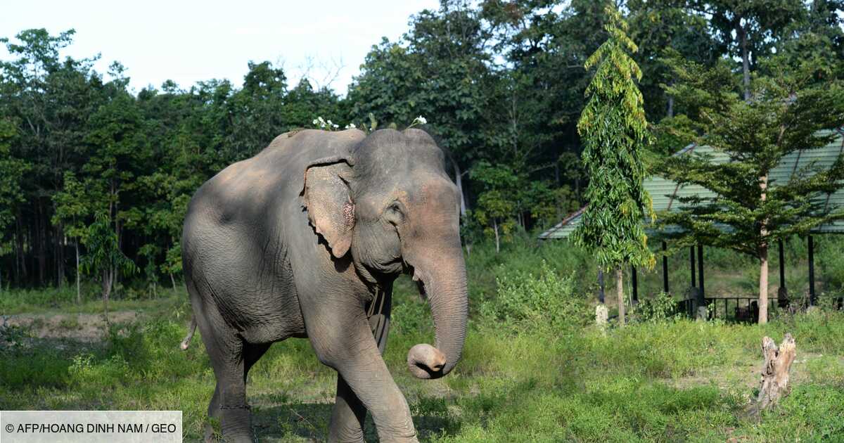 Au Vietnam Une Poignee D Elephants Pour Sauver L Espece Geo Fr