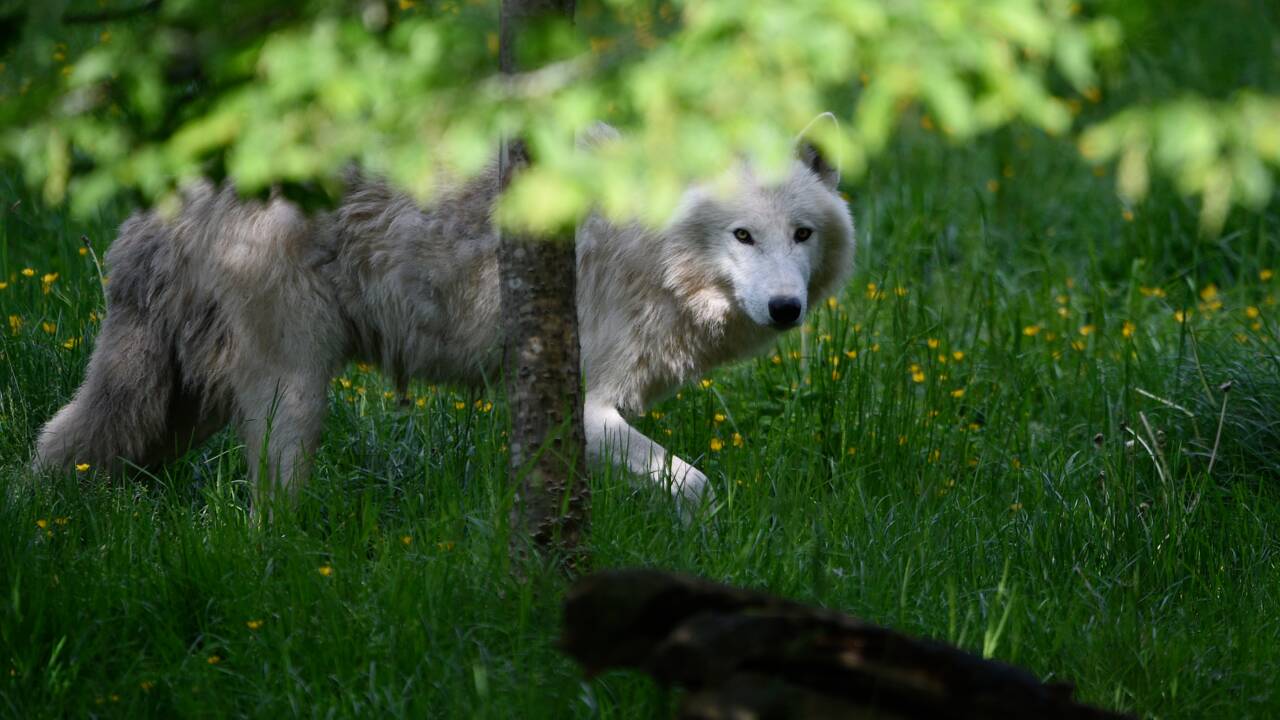 Les loups reviennent au Danemark 200 ans après avoir disparu