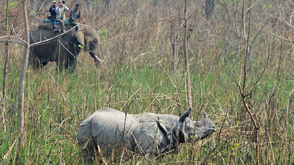 Népal: un rhinocéros tué par des braconnier dans un parc national