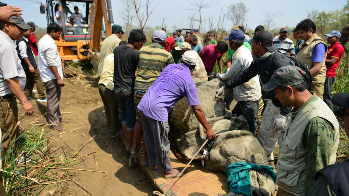 Délicat déménagement pour un rhinocéros du Népal
