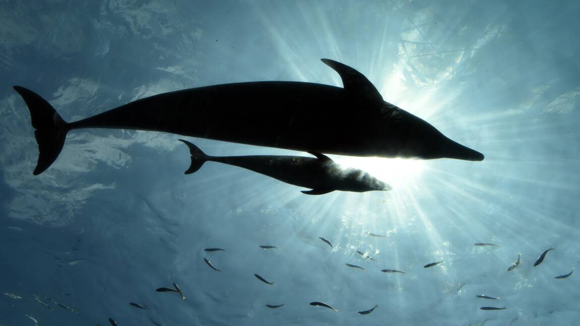 USA: 11.500 dollars pour retrouver le tueur d'une femelle dauphin enceinte
