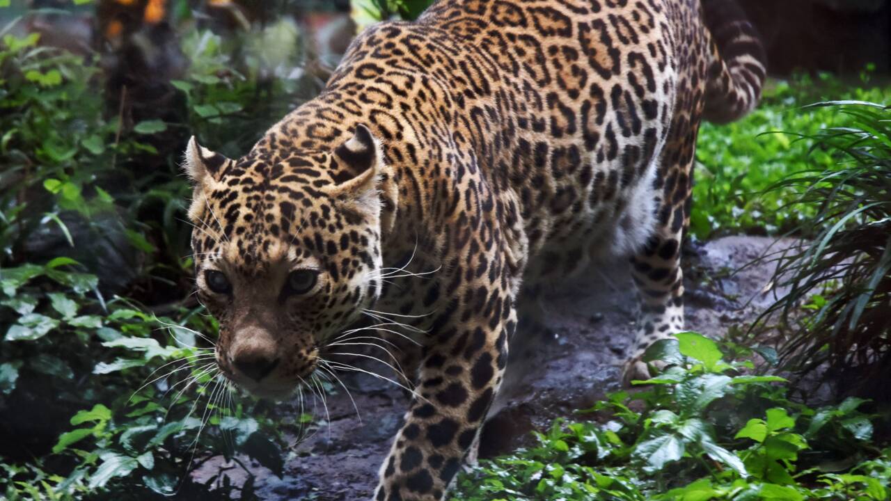 Des léopards rares filmés dans la jungle en Indonésie