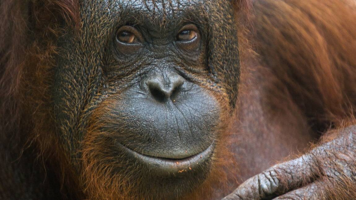Pays-Bas: un "Tinder pour les orangs-outans" expérimenté dans un parc animalier
