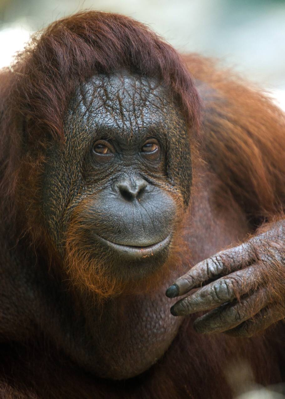 Pays-Bas: un "Tinder pour les orangs-outans" expérimenté dans un parc animalier
