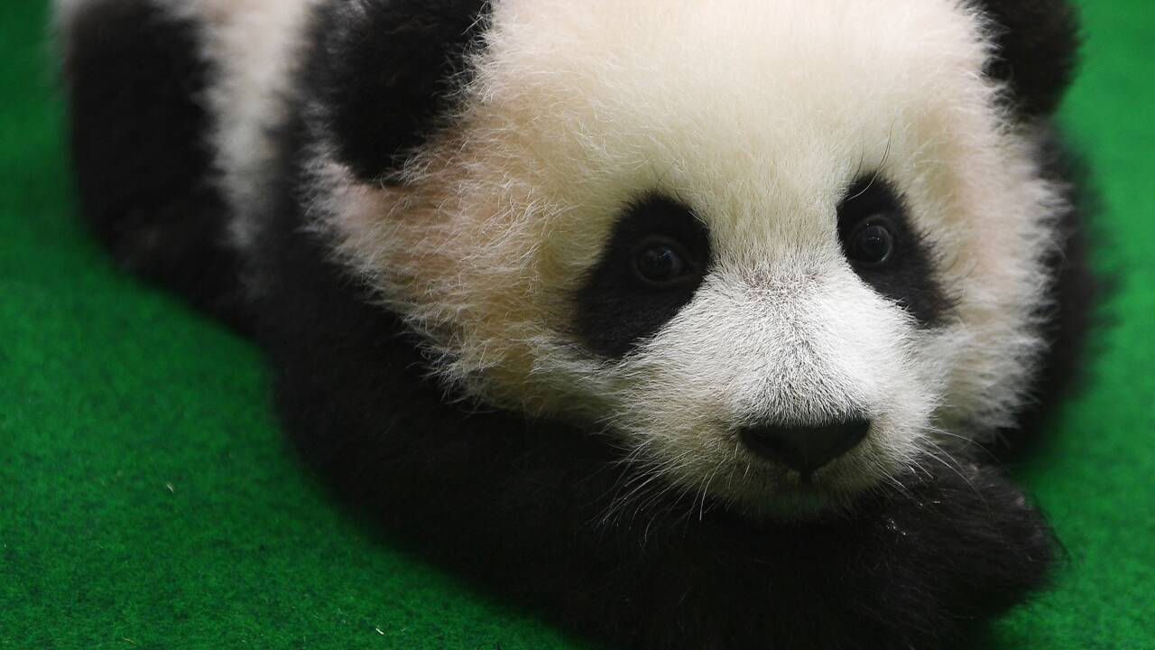 Un deuxième bébé panda né au zoo de Kuala Lumpur présenté au public
