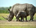 Espoir pour une espèce de rhinocéros en danger après l'insémination artificielle d'une femelle