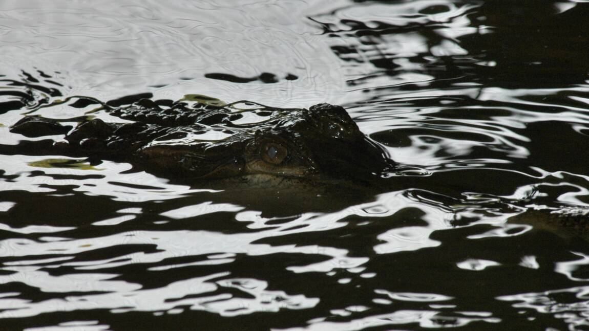Indonésie : une foule en colère massacre près de 300 crocodiles