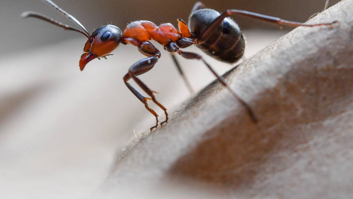 Les fourmis, une source future de médicaments ?
