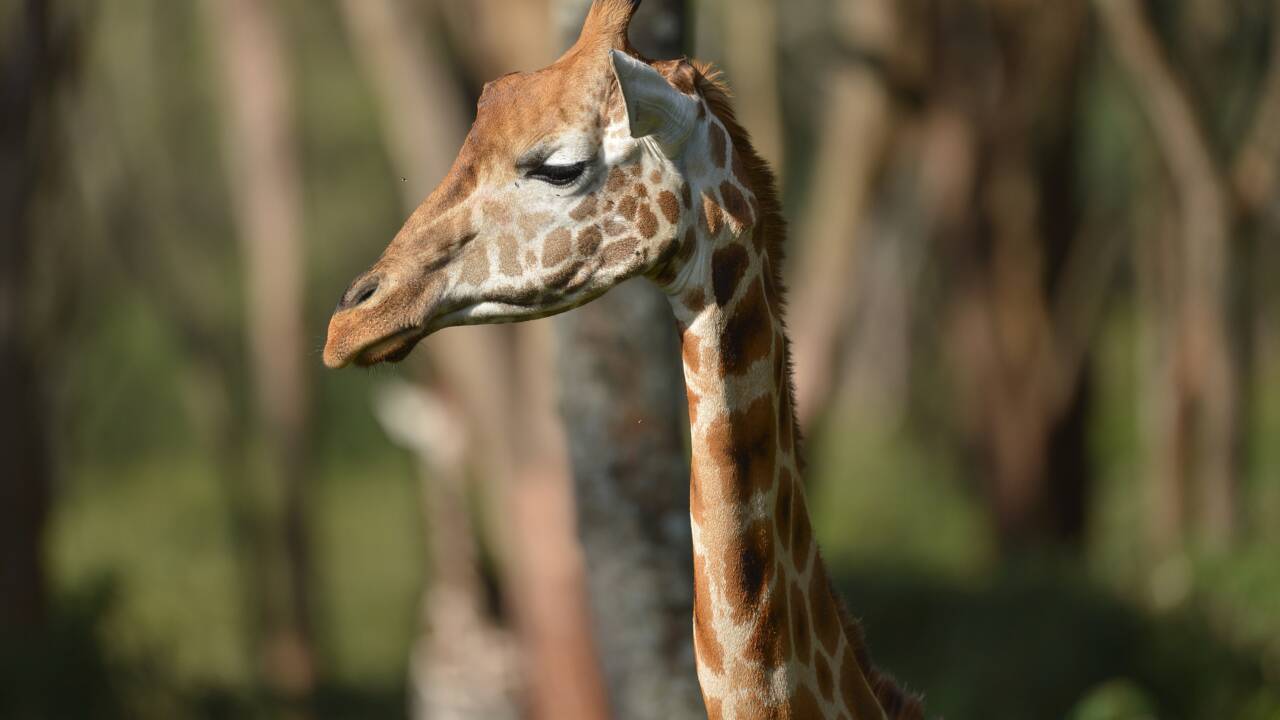 Tout ce qu'il faut savoir sur la girafe