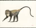 Les primatologues africains se mobilisent pour sauver les singes