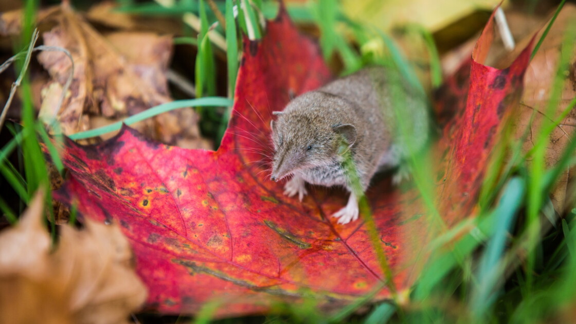 Musaraigne Dans La Maison Que Faire | Ventana Blog