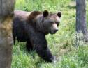 Pyrénées : une majorité favorable à la réintroduction de l'ours
