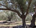 La bactérie "tueuse d'oliviers" détectée sur des oliviers et des chênes verts en Corse