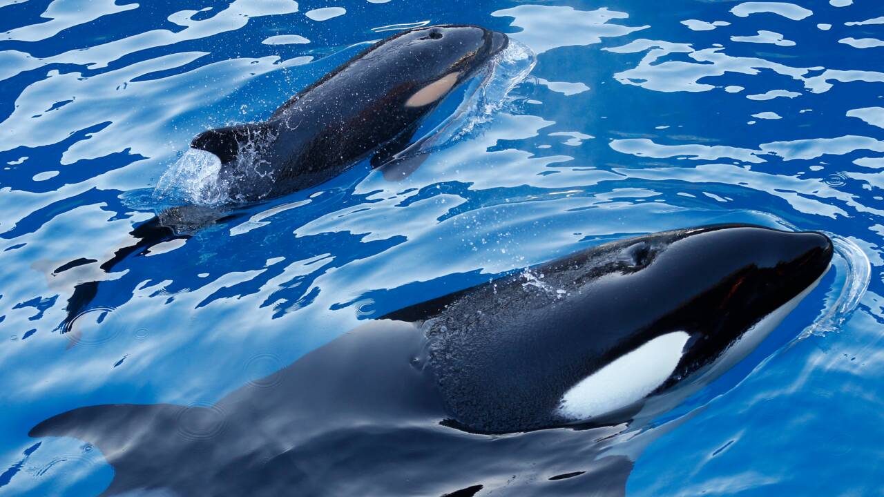 La concurrence mères-filles chez les orques expliqueraient leur ménopause