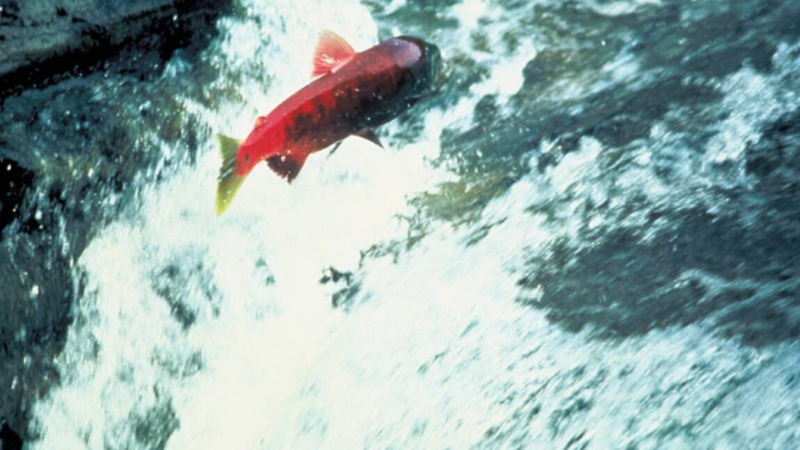 La rivière Allier réaménagée pour sauver notamment les saumons