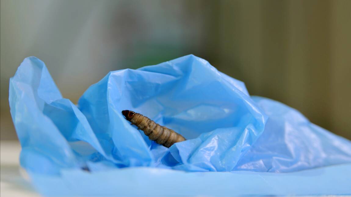 Une larve dévoreuse de plastique, nouvel espoir pour l'environnement