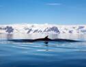 La vie secrète des baleines révélée par des caméras sur leur peau