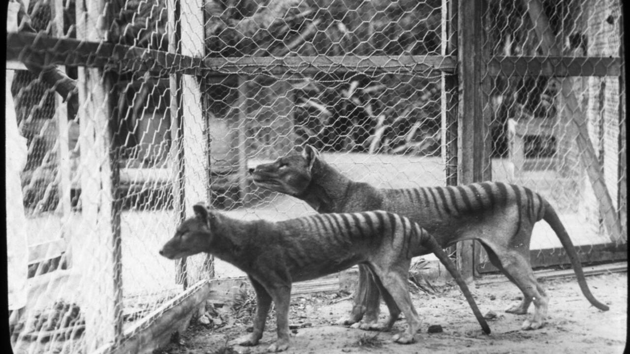 Dans la poche de sa mère, le tigre de Tasmanie se métamorphosait en chien