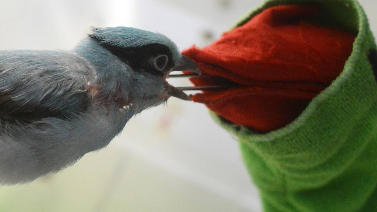 Rép. tchèque: une marionnette pour nourrir des oiseaux menacés de Java