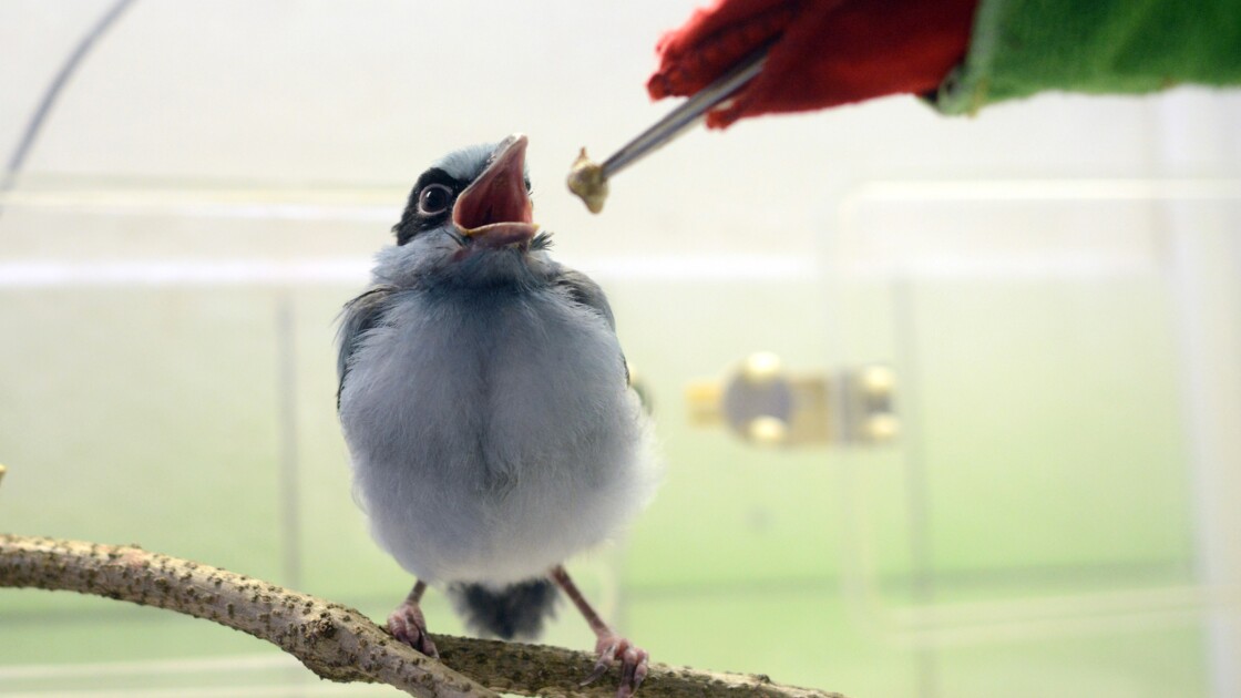 Rép Tchèque Une Marionnette Pour Nourrir Des Oiseaux