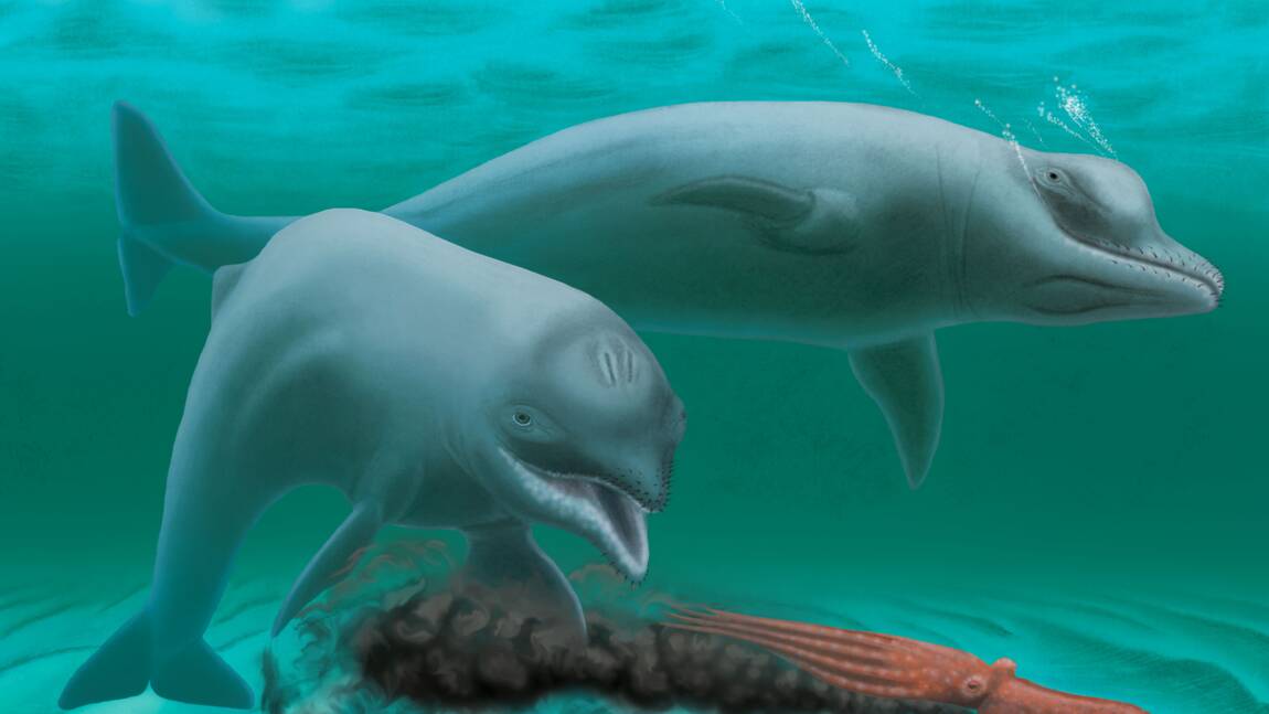 Découverte d'un ancien dauphin, minuscule et sans dents