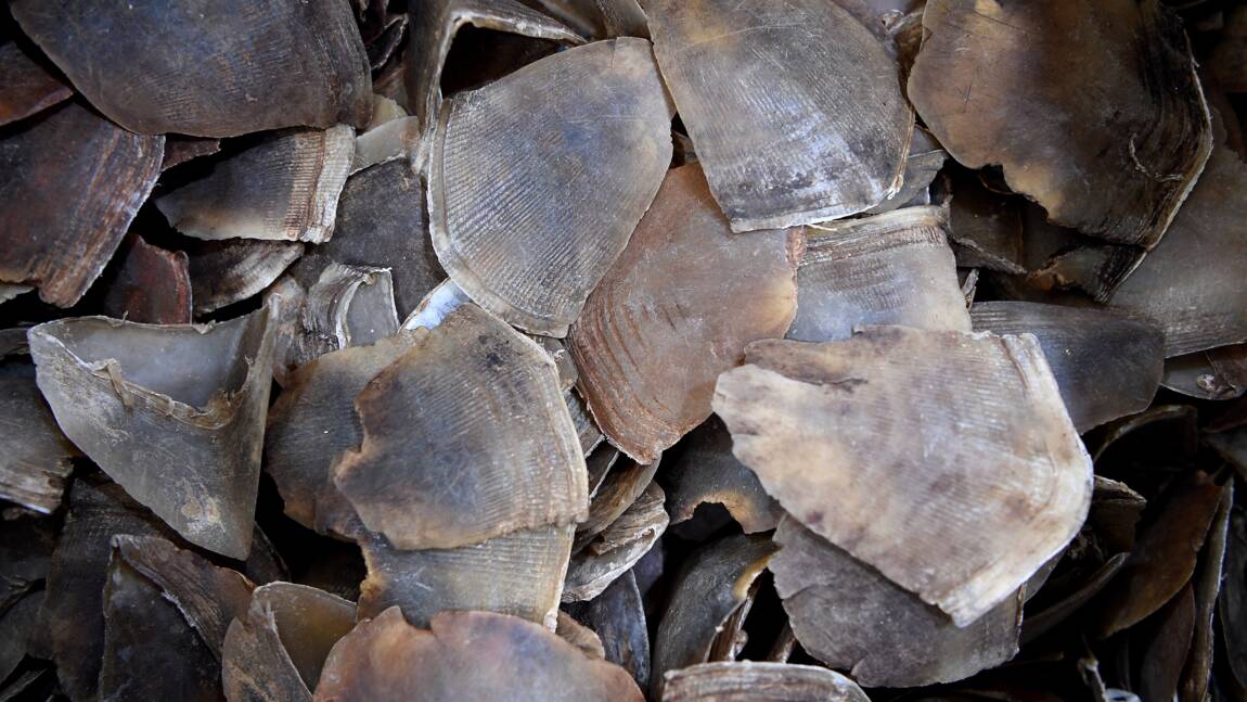 Côte d'Ivoire: saisie record de trois tonnes d'écailles de pangolin