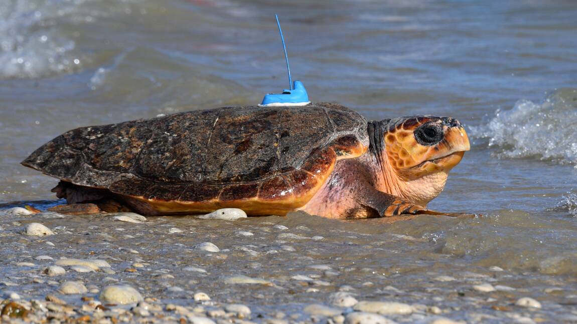 Six tortues caouannes relâchées en mer après des mois de soins