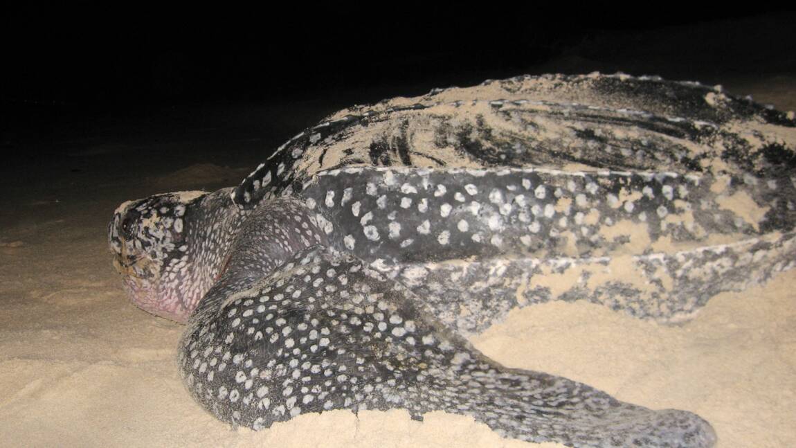 Gironde: une tortue luth de plus de 300 kg retrouvée morte sur une plage